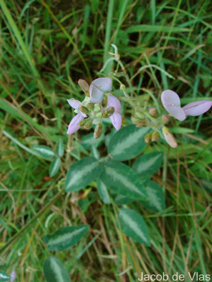 Desmodium uncinatum (Jacq.) DC.